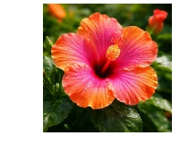 Cardio Slim Tea Hibiscus Flower